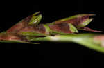 Longstalk sedge